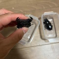 オオクワガタ　能勢yg 85.5×53.4 越冬個体の画像