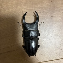 オオクワガタ　能勢yg 85.5×53.4 越冬個体の画像
