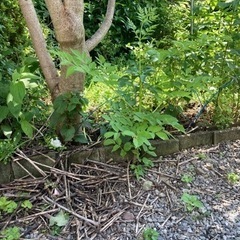 たらの木の画像