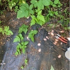 ボイセンベリー苗の画像