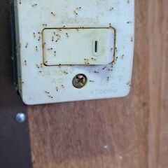アリ駆除