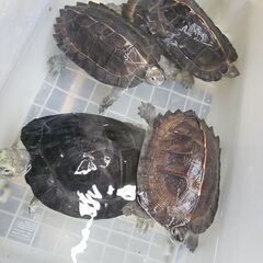 オオヤマガメ　ボルネオ産　大特価　交換OK（魚、鳥、爬虫類）