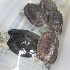オオヤマガメ　ボルネオ産　大特価　交換OK（魚、鳥、爬虫類） - 町田市