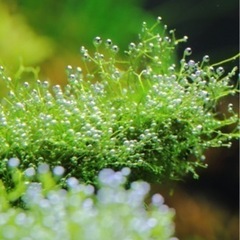 水草リシア