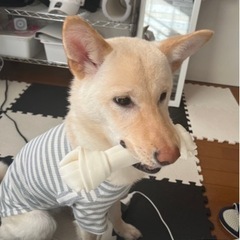 雑種の可愛い女の子です