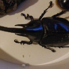 ☆レア☆ネプチューンオオカブト☆ペア☆限定2ペア～☆の画像