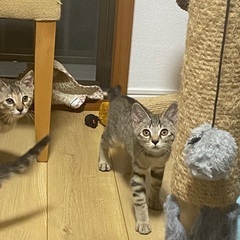 可愛いキジトラのめいくん