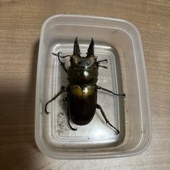 ババオウゴンオニ　52.9ミリ　オスのみの画像