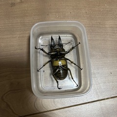 ババオウゴンオニ　52.9ミリ　オスのみの画像