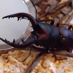 カナディアンワールド昆虫館は3日間営業します❗