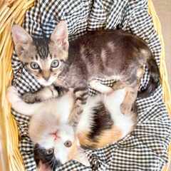 in春日井市☆続・何と子猫が５０匹～の超子猫大祭！☆2023年7...