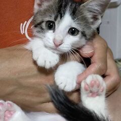 アグネスちゃん
