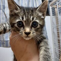 元気いっぱいキジ猫ちゃん