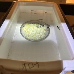 高級メダカ