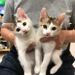 終了！《かわいい子猫2匹の里親募集》宮城県南部・福島県北部（2匹...