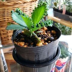 <<End of transaction>>【多肉植物】『クローンコエ(子宝弁慶)』／3号(9cm)ポット入り若苗 Type-Ⅷの画像