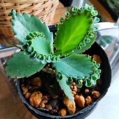 <<End of transaction>>【多肉植物】『クローンコエ(子宝弁慶)』／3号(9cm)ポット入り若苗 Type-Ⅷの画像