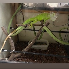 グリーンイグアナの里親様募集