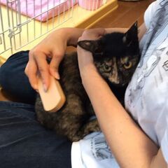 お見合い決定のため、一旦募集を停止します🐱避妊手術済み・左耳カットあり🐱1才6ヶ月の黒サビの女の子の画像