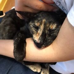 お見合い決定のため、一旦募集を停止します🐱避妊手術済み・左耳カットあり🐱1才6ヶ月の黒サビの女の子 - 猫