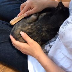 お見合い決定のため、一旦募集を停止します🐱避妊手術済み・左耳カットあり🐱1才6ヶ月の黒サビの女の子 - 里親募集