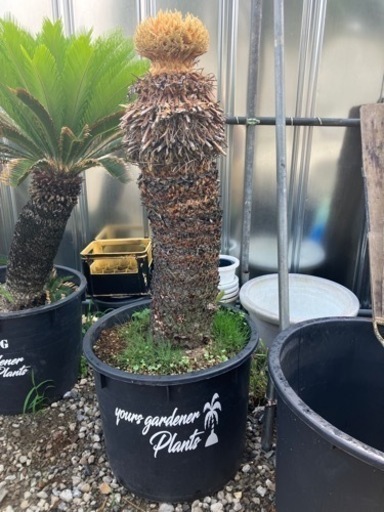 花咲きソテツ、幹高1.１メートル。配送費込み(埼玉県近辺)