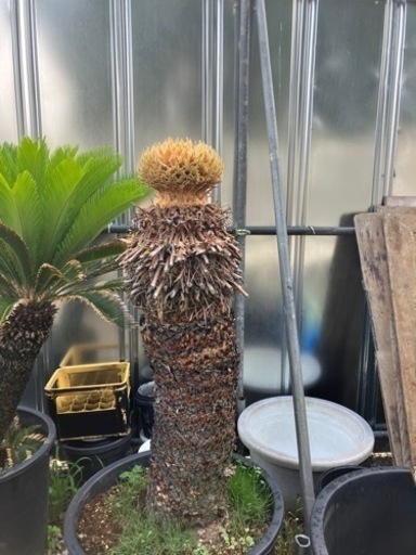 花咲きソテツ、幹高1.１メートル。配送費込み(埼玉県近辺)