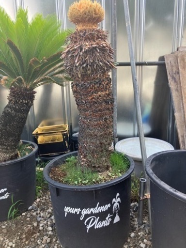 花咲きソテツ、幹高1.１メートル。配送費込み(埼玉県近辺)