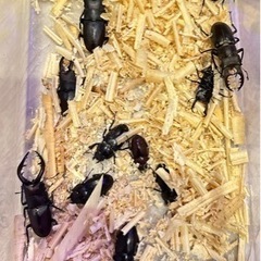 ノコギリクワガタ  ミヤマクワガタ  カブトムシ等　販売の画像