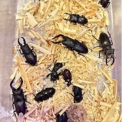 ノコギリクワガタ  ミヤマクワガタ  カブトムシ等　販売の画像
