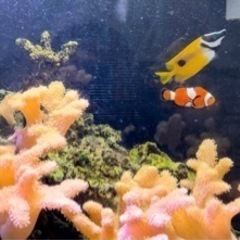【直接お渡しのみ】海水魚4匹　ライブロック5キロ以上