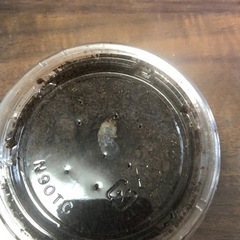 オオクワガタ　幼虫　4匹