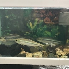 夏休みの観察に！　水槽セット　日本淡水魚　アブラハヤの画像