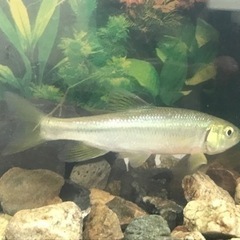 夏休みの観察に！　水槽セット　日本淡水魚　アブラハヤの画像