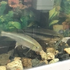 夏休みの観察に！　水槽セット　日本淡水魚　アブラハヤの画像