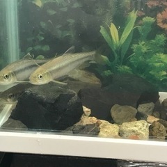 夏休みの観察に！　水槽セット　日本淡水魚　アブラハヤの画像