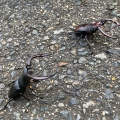 佐賀県のクワガタの中古が安い！激安で譲ります・無料であげます