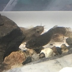 夏休みの観察に！　水槽セット　日本淡水魚　ホトケドジョウ希少種の画像