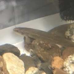 夏休みの観察に！　水槽セット　日本淡水魚　ホトケドジョウ希少種の画像