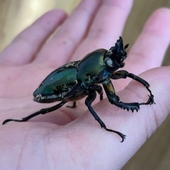 ニジイロクワガタ　グリーン　幼虫3匹の画像