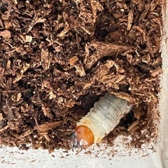 ニジイロクワガタ　グリーン　幼虫3匹の画像