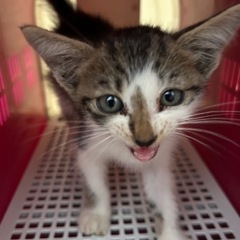 子猫 里親募集