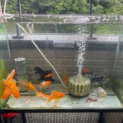 金魚、水槽、水槽台まとめてお譲り致します。