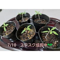  【全お譲り先決定・終了】あま～い✨️ ミニトマト【アイコ】の苗...