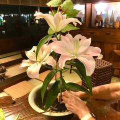 急募／短期　旅館のお花を生ける仕事の画像