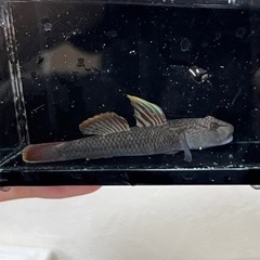 売約済【無料】ヨシノボリ