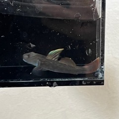 売約済【無料】ヨシノボリの画像