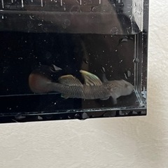 売約済【無料】ヨシノボリの画像