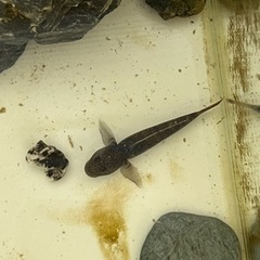 売約済【無料】ヨシノボリの画像