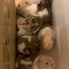 🐹ハムスターケージ探しています